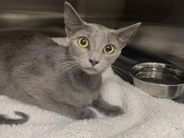 A young small-sized female Domestic Short Hair cat named Twinkles for adoption in Killeen, TX