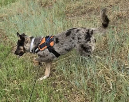 An adult medium-sized male Shepherd dog named Canyon for adoption in Broomfield, CO