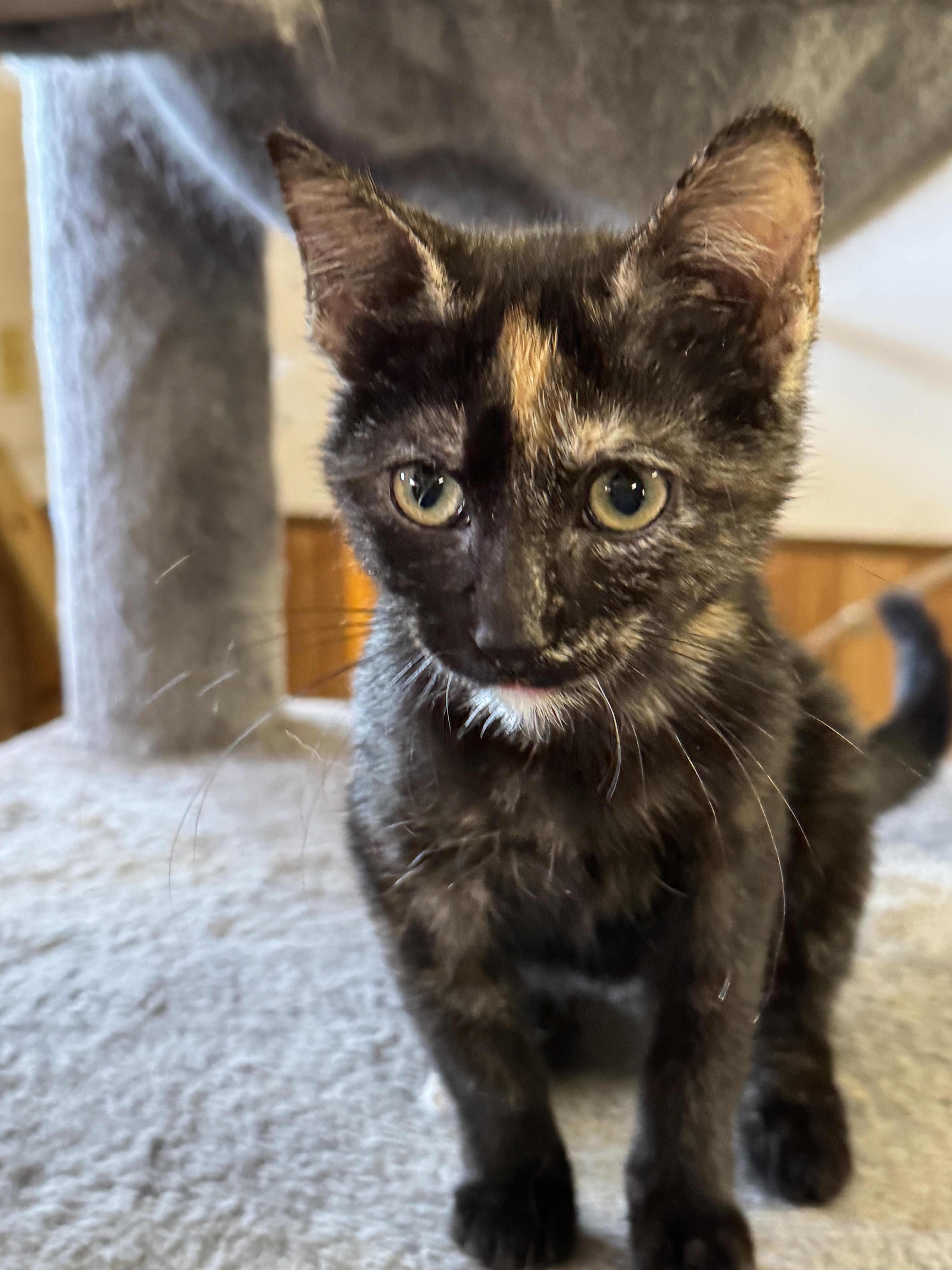 A baby small-sized female Tortoiseshell Domestic Short Hair cat named Hazel for adoption in Noble, OK