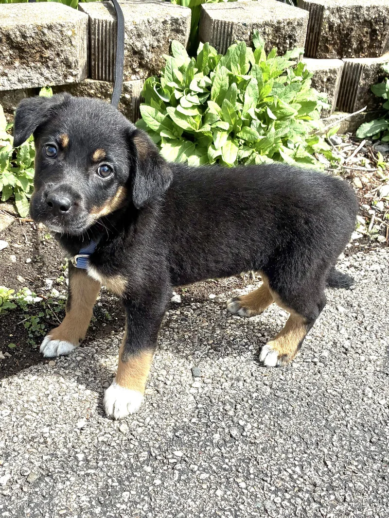 A baby medium-sized female Black Mixed Breed dog named Pocanna for adoption in West Chicago, IL