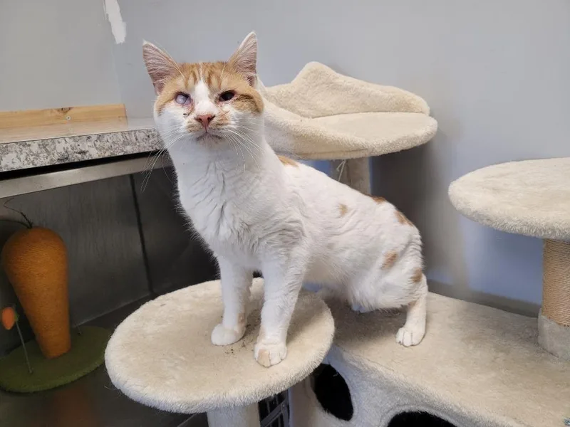 A young small-sized male Domestic Short Hair cat named Chrisper for adoption in Angola, IN