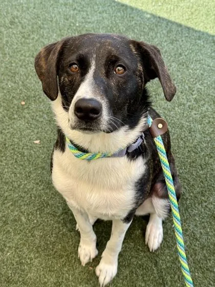 An adult medium-sized female Terrier dog named Miri for adoption in Madison, NJ