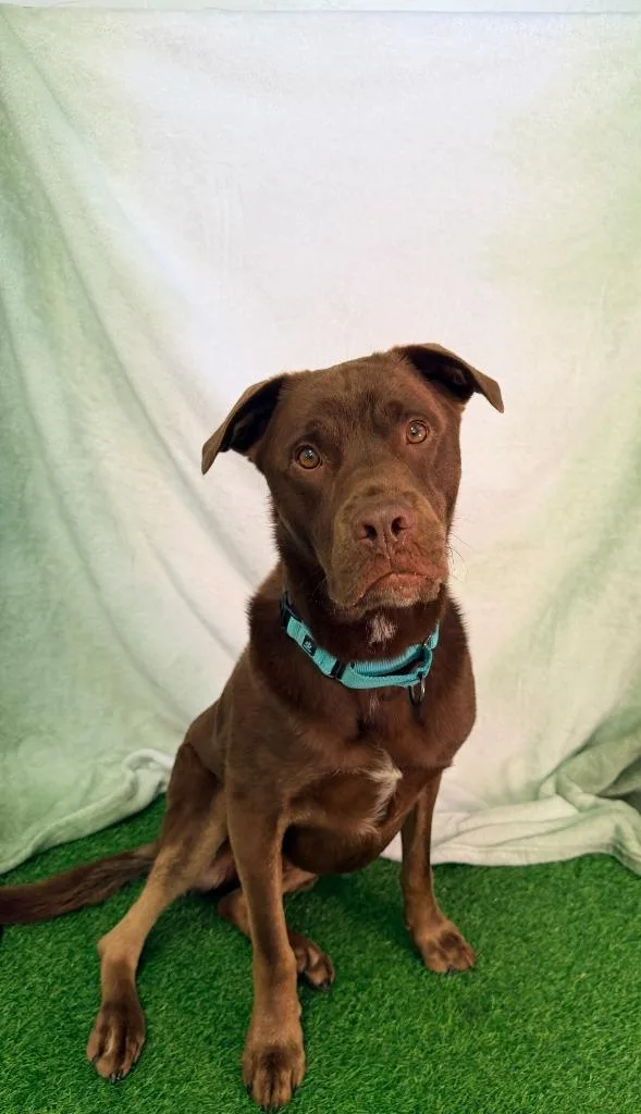 A young large-sized male Labrador Retriever dog named Moose for adoption in Brookings, OR