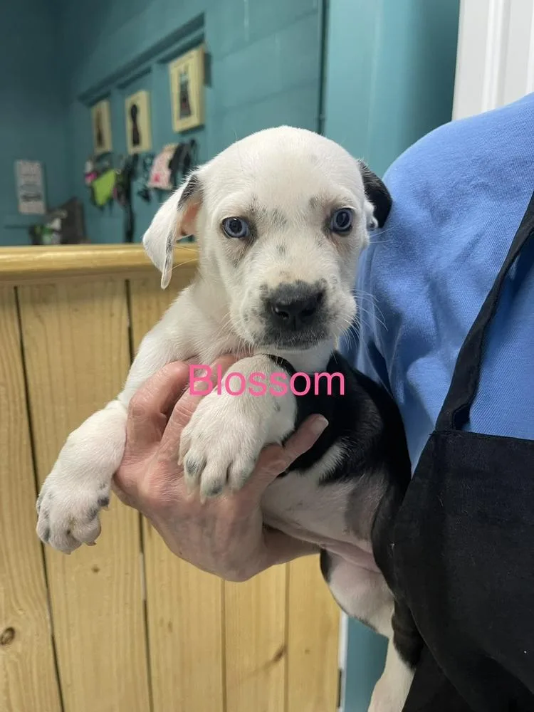 A baby small-sized female Tricolor (Brown, Black, & White) Pit Bull Terrier dog named Blossom for adoption in Chattanooga, TN