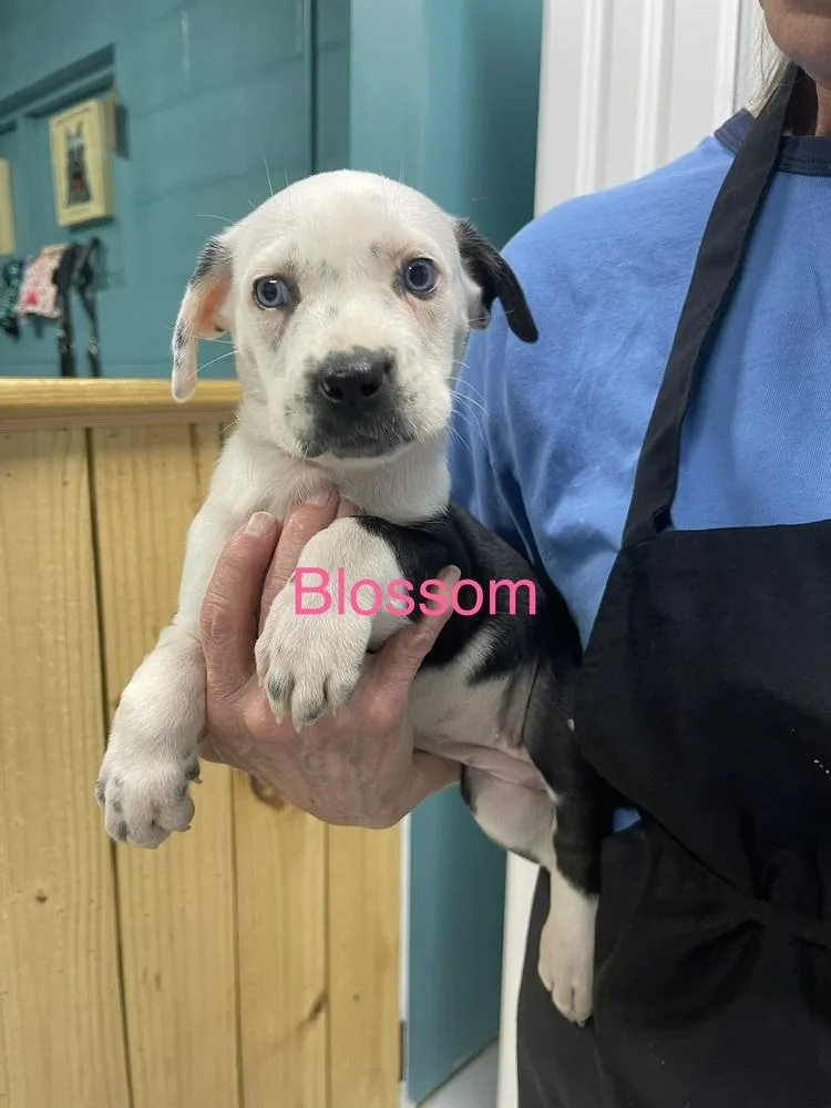 Blossom thumbnail 2