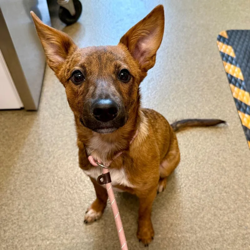 A young small-sized male Brindle Cattle Dog dog named Blue for adoption in Council Bluffs, IA