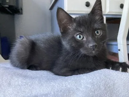 A baby small-sized male Domestic Long Hair cat named Harvey for adoption in Sacramento, CA