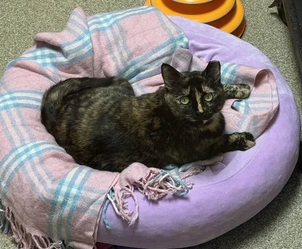 An adult small-sized female Domestic Short Hair cat named Pumpkin Loaf for adoption in Virginia Beach, VA
