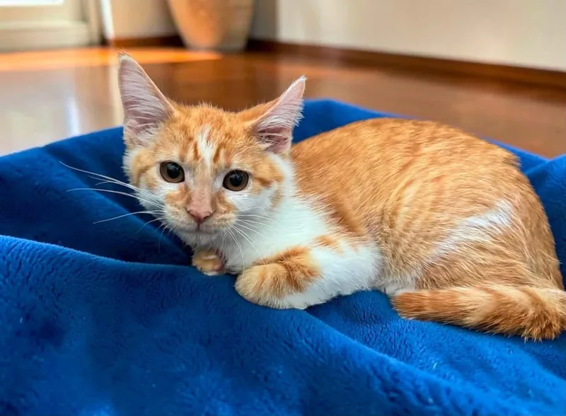 A baby small-sized male Orange & White Domestic Short Hair cat named Cheez IT for adoption in Seaford, NY