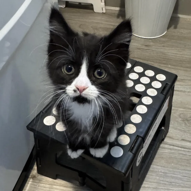 A baby small-sized female Black Domestic Long Hair cat named Aileen for adoption in Newark, DE