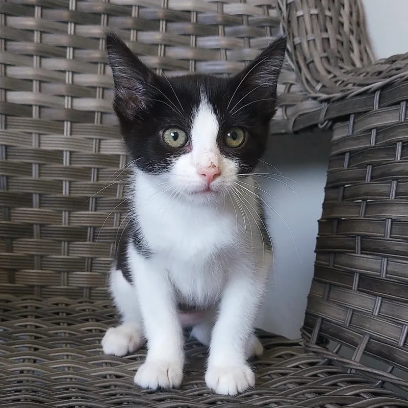 Hazel