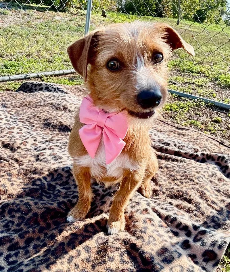 A baby small-sized female Terrier dog named Kaftan for adoption in Cape Coral, FL