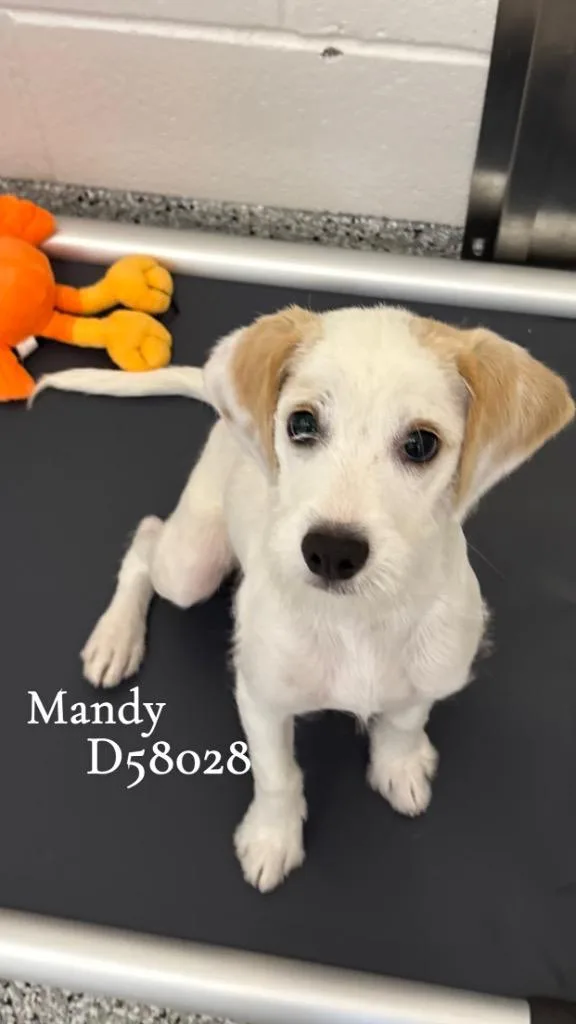 A baby small-sized female Mixed Breed dog named Mandy for adoption in Clarksville, TN