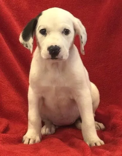 A baby medium-sized female Retriever dog named Sasha for adoption in Madison, NJ