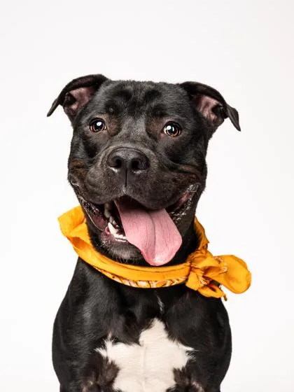 An adult medium-sized male Pit Bull Terrier dog named Keeshond for adoption in Atlanta, GA