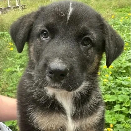 A young large-sized male Shepherd dog named Han for adoption in Kansas City, MO