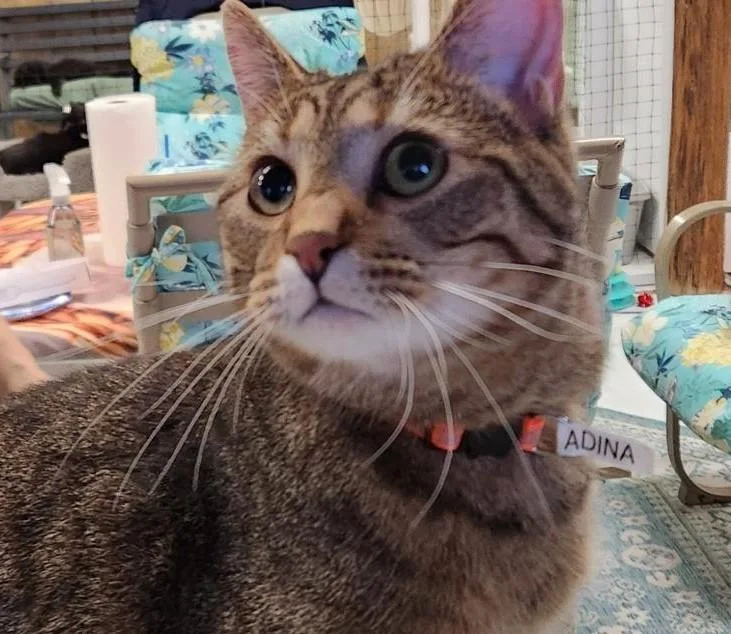 An adult medium-sized female Tabby (Brown / Chocolate) Tabby cat named Adina for adoption in Las Cruces, NM