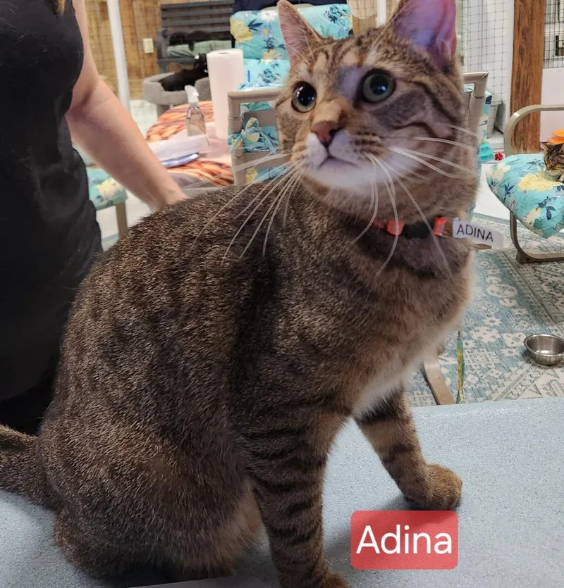 Adina thumbnail 2
