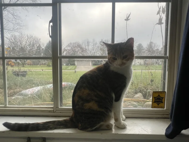 Kellogg “kelley” thumbnail 3