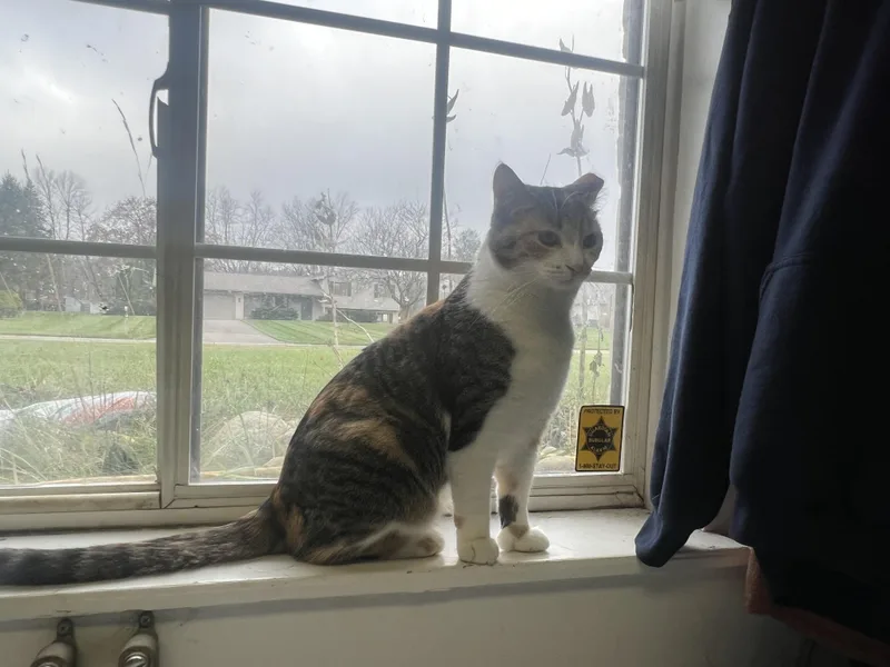 Kellogg “kelley” thumbnail 4