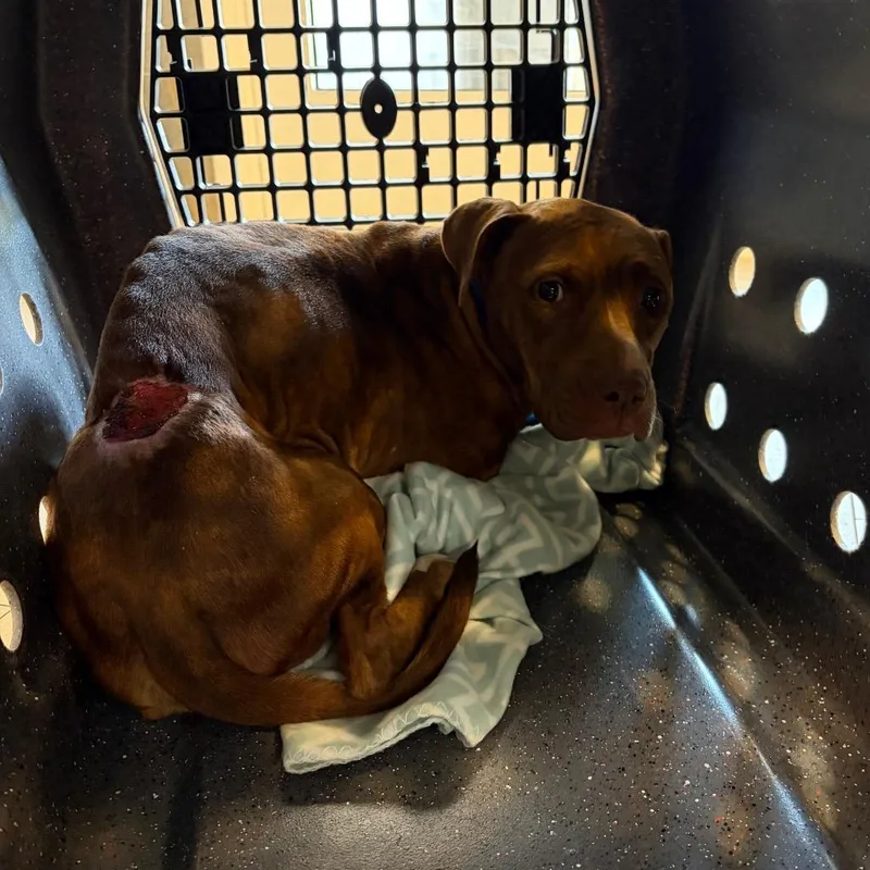 A young medium-sized female Brown / Chocolate Mixed Breed dog named Addie for adoption in Newark, NJ