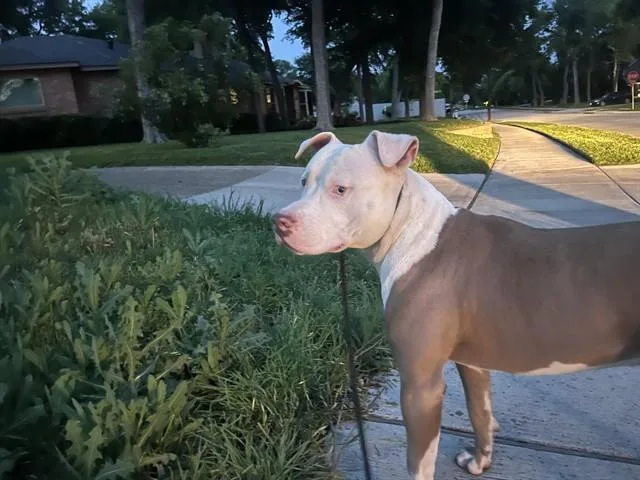 A young large-sized male Pit Bull Terrier dog named Reigns for adoption in Garland, TX