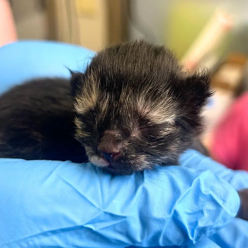 A baby small-sized female Domestic Short Hair cat named Penne for adoption in New Manchester, WV