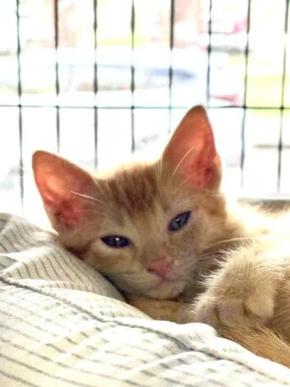 A baby small-sized female Domestic Short Hair cat named Elmer for adoption in New Orleans, LA