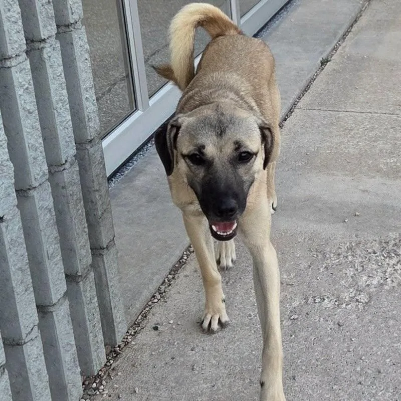 A young medium-sized female Black Mouth Cur dog named Susie for adoption in New London, WI
