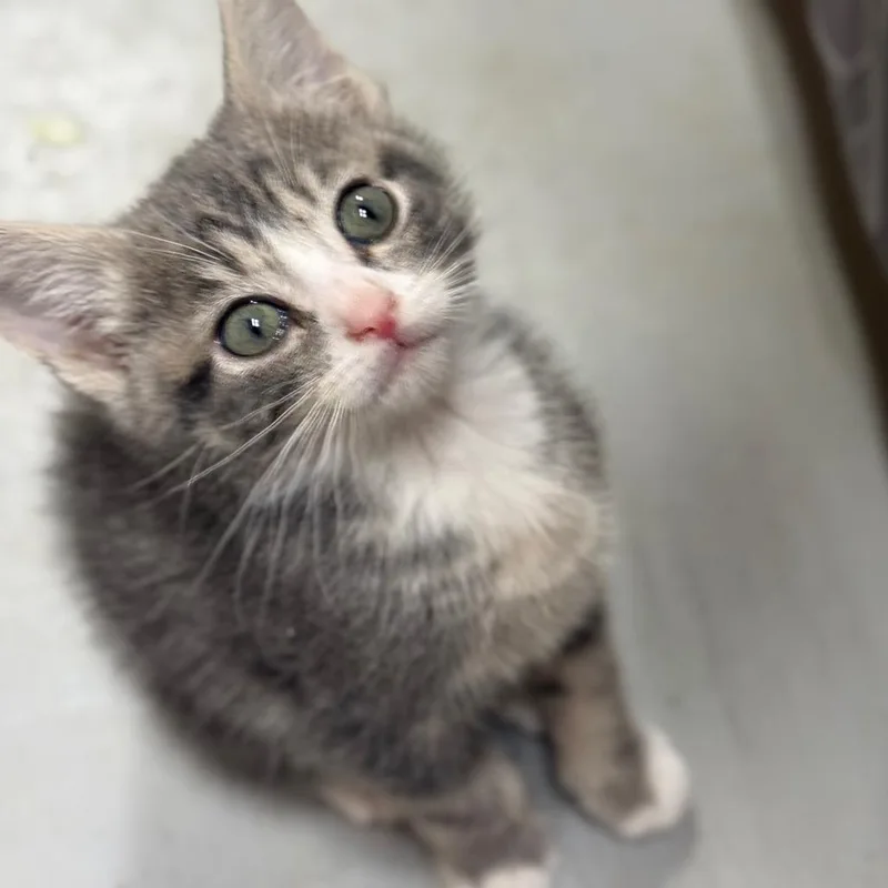 A baby small-sized male Gray / Blue / Silver American Bobtail cat named Joshua Tree for adoption in Brownsboro, AL