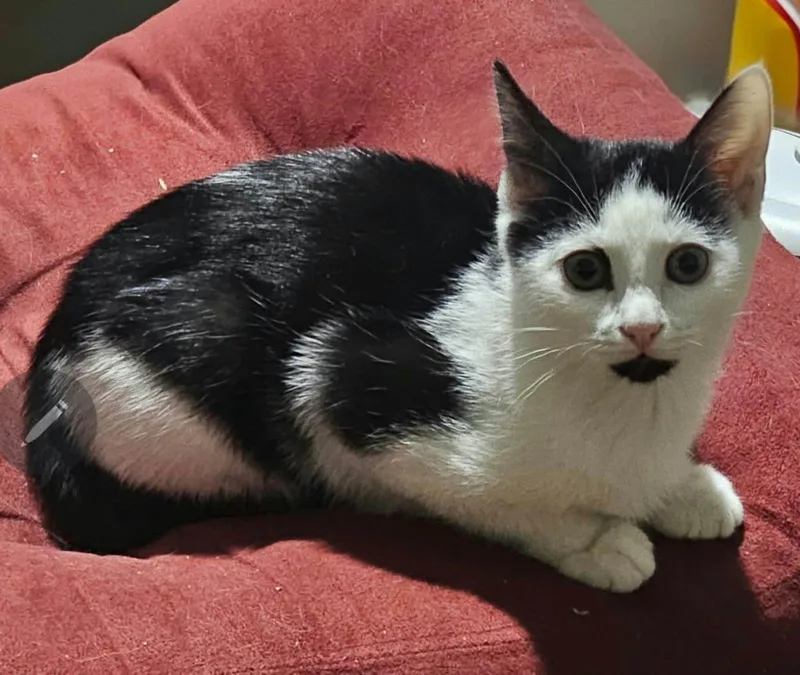 A young medium-sized female Black & White / Tuxedo Domestic Short Hair cat named Bonnie for adoption in Belchertown, MA