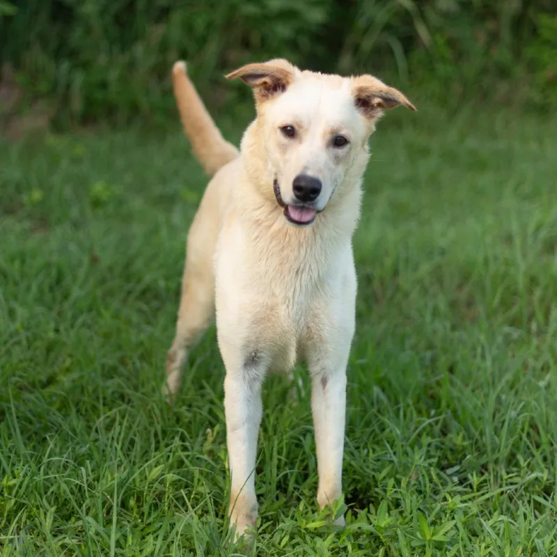 An adult small-sized male Mixed Breed dog named Cozby for adoption in Springboro, OH