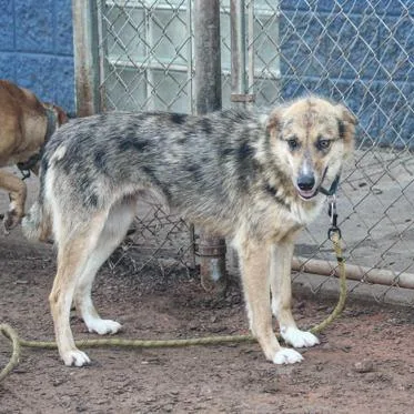 A young medium-sized female Brown / Chocolate Australian Shepherd dog named Rogue for adoption in East Smithfield , PA