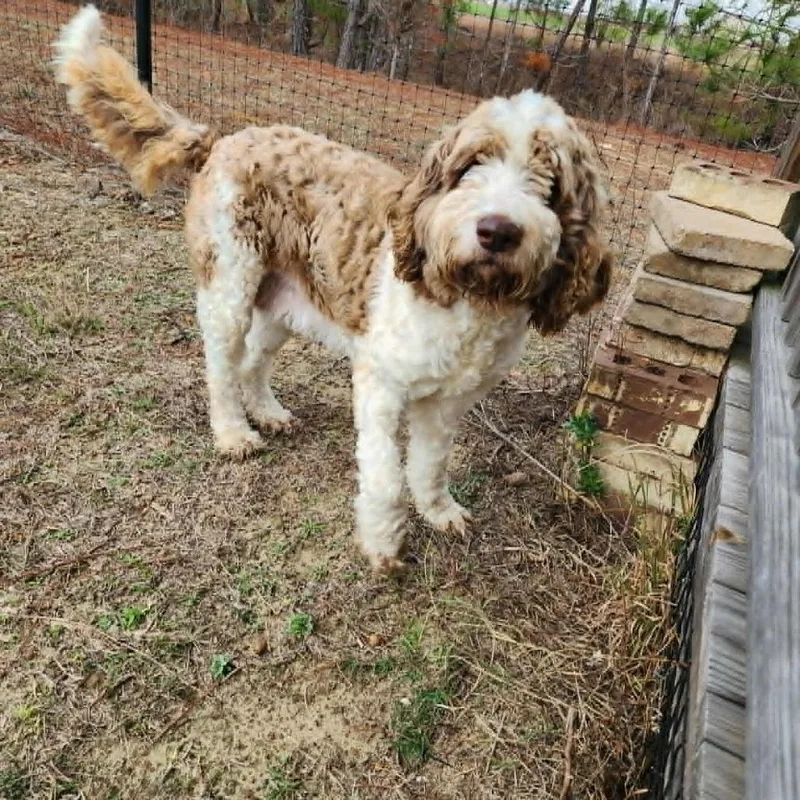 An adult medium-sized female White / Cream Poodle dog named Iris for adoption in Fredericksburg, VA