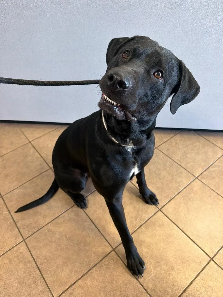 A young large-sized male Labrador Retriever dog named Leo for adoption in Marion, OH
