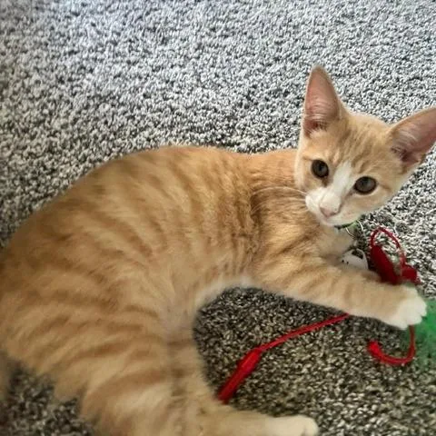 A baby small-sized male Orange / Red Domestic Short Hair cat named Adams for adoption in Normal, IL