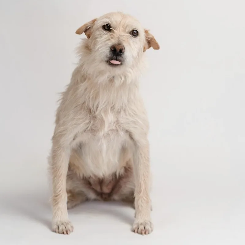 A young medium-sized female Wirehaired Terrier dog named Bimba for adoption in Manvel, TX