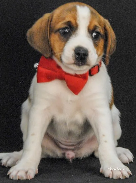 A baby medium-sized female White / Cream Feist dog named Dazey for adoption in Newland, NC