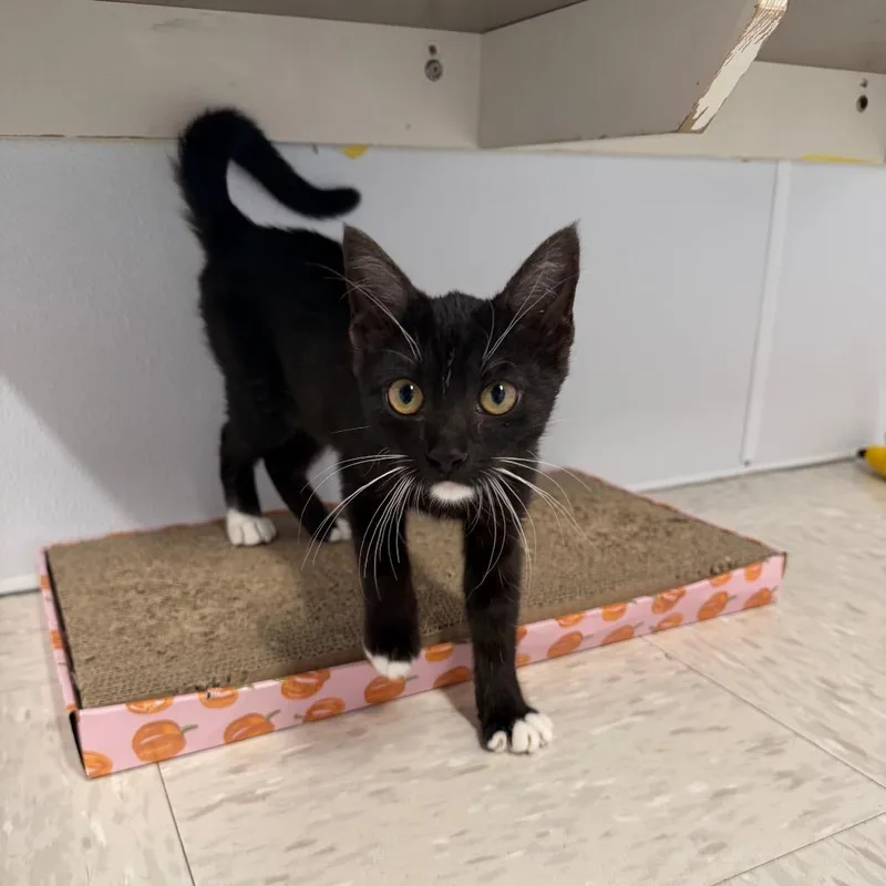 A baby small-sized female Domestic Short Hair cat named Love's for adoption in Binghamton, NY
