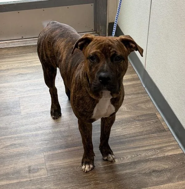 A young large-sized male Pit Bull Terrier dog named Daygo for adoption in San Diego, CA