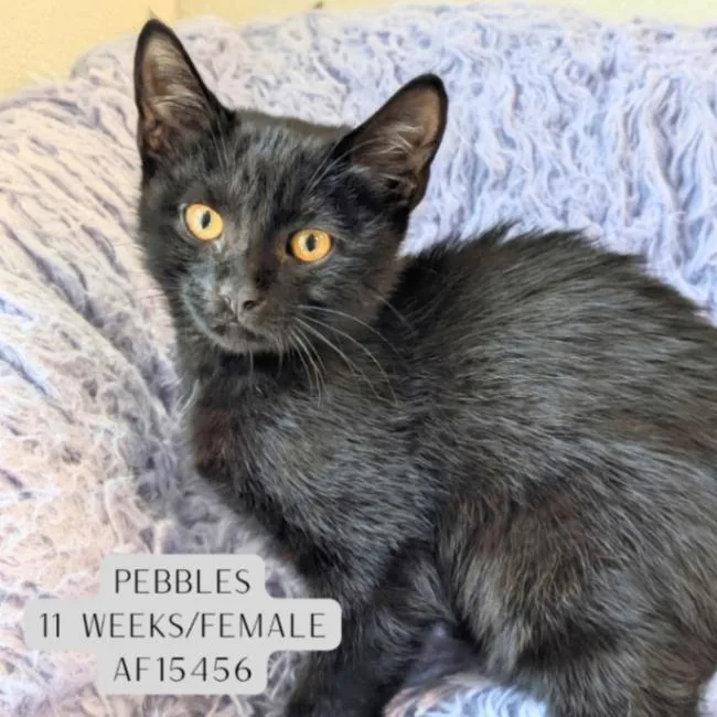 A young medium-sized female Black Domestic Short Hair cat named Pebbles for adoption in Supply, NC