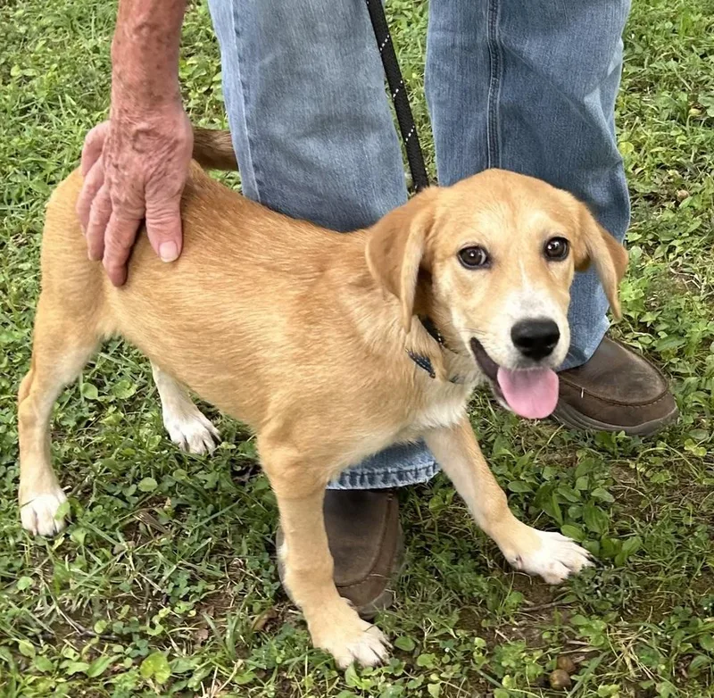 A baby medium-sized female Tricolor (Brown, Black, & White) Hound dog named Hope for adoption in Horn Lake, MS