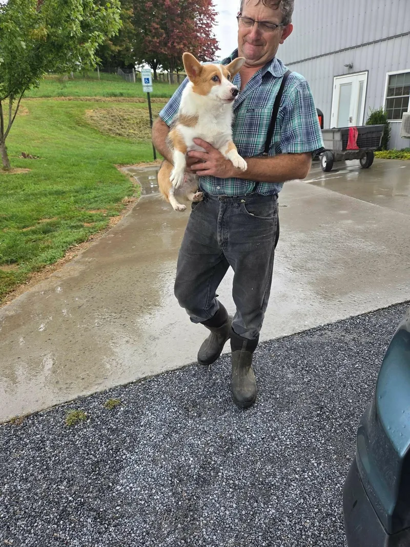 An adult medium-sized female Pembroke Welsh Corgi dog named Evie for adoption in Havertown, PA