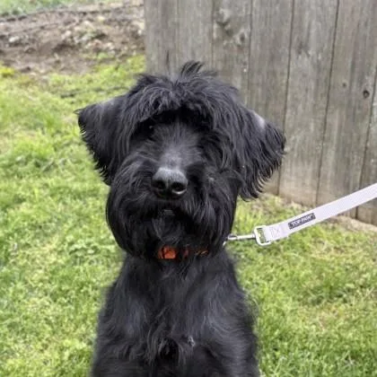 An adult large-sized male Black Giant Schnauzer dog named Odin for adoption in Hilliard, OH