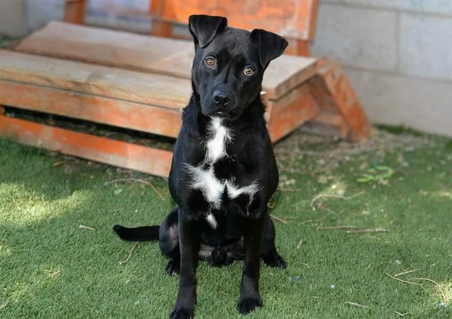 A young large-sized male Pit Bull Terrier dog named Speghettio for adoption in West Valley City, UT