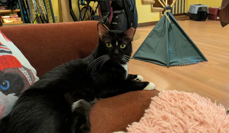 An adult medium-sized male Black & White / Tuxedo Domestic Short Hair cat named Toto for adoption in Marietta, GA