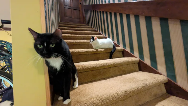Toto thumbnail 2