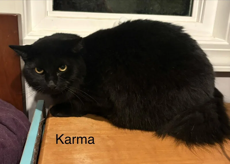 An adult large-sized male Domestic Long Hair cat named Karma for adoption in White Bluff, TN