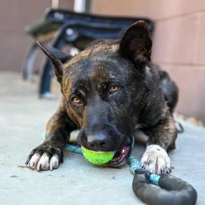 An adult large-sized male Mixed Breed dog named Earl for adoption in Chamblee, GA