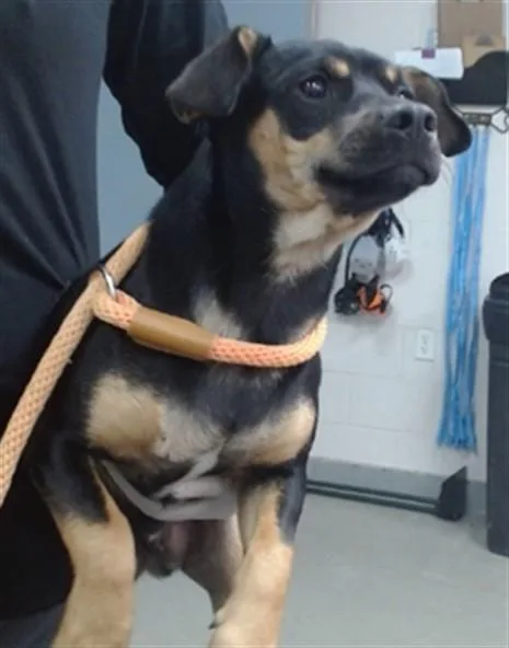 A young small-sized male Rat Terrier dog named Jax for adoption in Salinas, CA